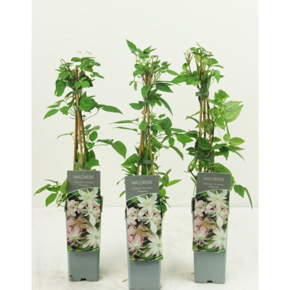 Klematis – Clematis 'Marjorie' - C2 50-60 CM 3 Stick